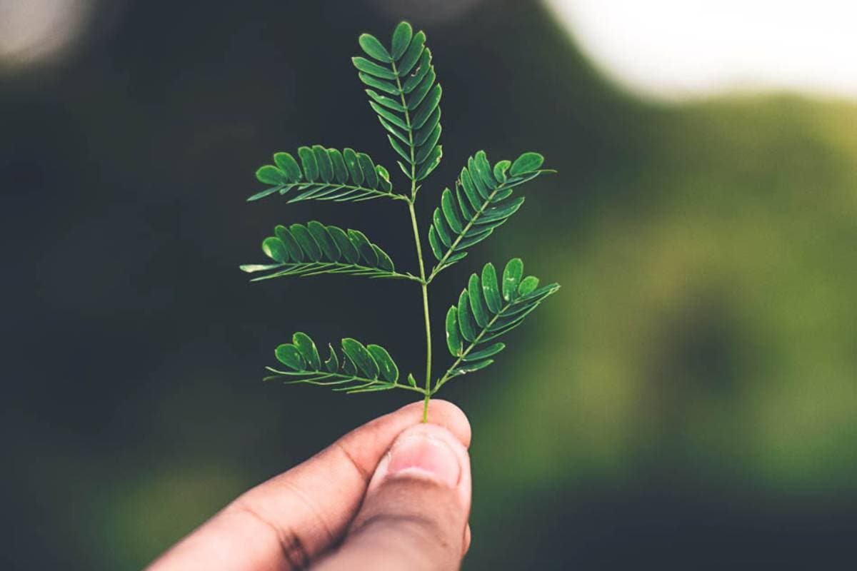 Person håller i en liten planta